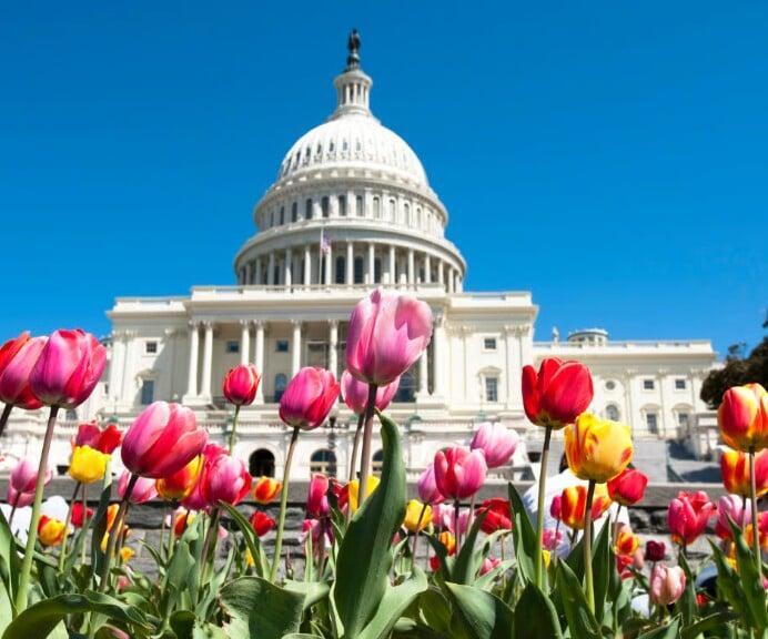 Family Fun: A Guide to Washington DC's Interactive and Educational Attractions